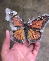 Papillon gelé 