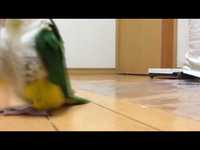 Kan ton oiseau part envahir la Pologne