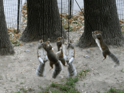...façon écureuils!