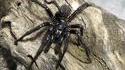 L'Australie, un pays merveilleux : On vient d'y découvrir une nouvelle sorte d'araignée