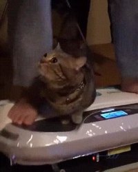 Mais pourquoi le chat ... ?