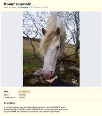 Boeuf roumain