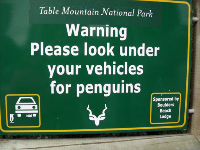 Prenez garde de ne pas écraser un pingouin