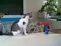 Chat Vs. corne de brume