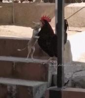 White bitch licking black cock...