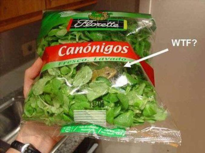 Une grenouille piégée dans un sac de salade.