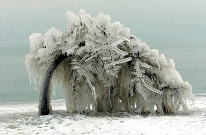 Un arbre qui a souffert du froid.