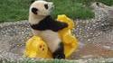 Un panda fait mumuse