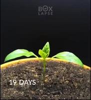 Vie et mort d'un poivron