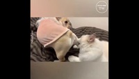 Comme chien et chat 