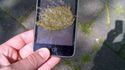 Un pigeon et un iPhone