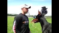 Un chien bien obéissant