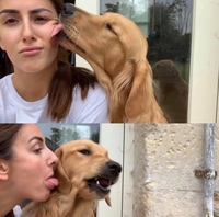 Combo de léchouilles