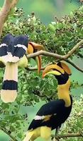 Calaos