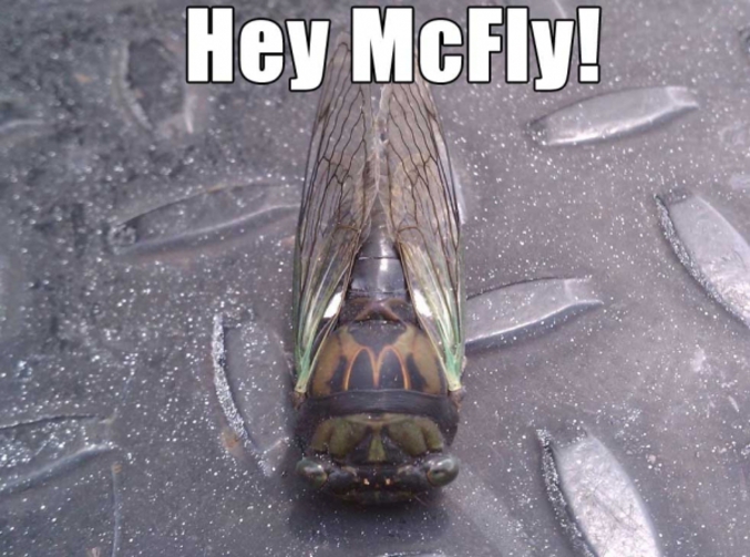 En anglais, 'mouche' se dit 'fly'.