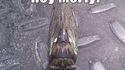 Hey McFly !