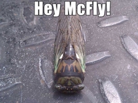 Hey McFly !