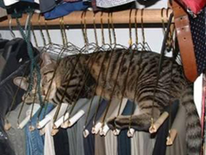 Un chat qui dort dans des cintres.