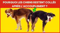Pourquoi les chiens restent coincés après l'accouplement ?