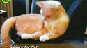 Subwoofer cat