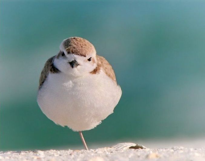 Un oiseau qui ne se refroidit qu'une patte à la fois