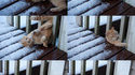 Dure vie de chat