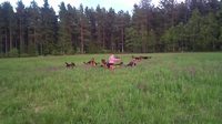 14 bergers allemands et une petite fille