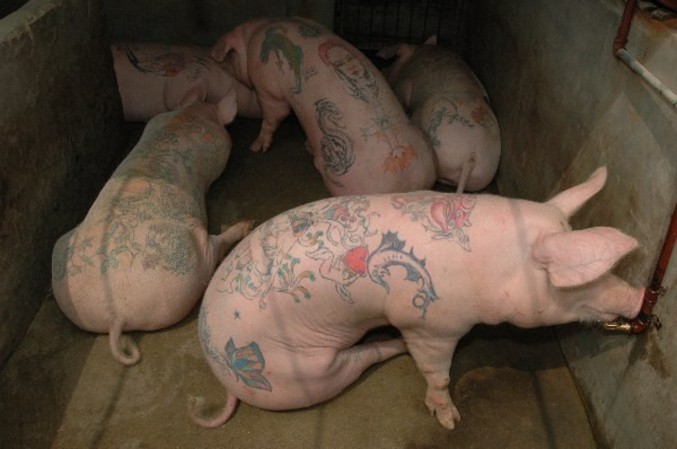 Des cochons tatoués.