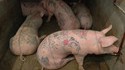 Cochons tatoués