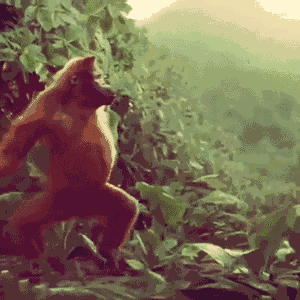 Un orang-outan qui a la banane.