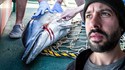 Pourquoi les dauphins meurent en France