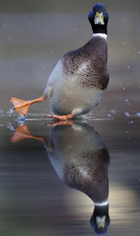 Dérapage cointrôlé