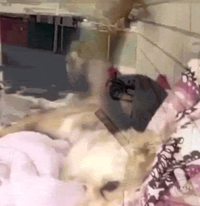 Le bonheur de l'un