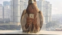 Selfie au faucon