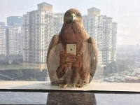 Selfie au faucon