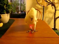 Kiwi et le pointeur laser