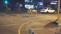 Le roi de la jungle urbaine 