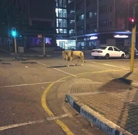 Le roi de la jungle urbaine 