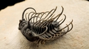 Un Trilobite