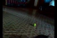 Chat Vs. balle de tennis