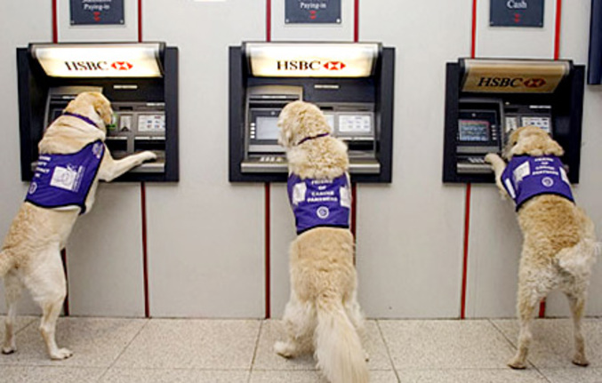 Des chiens s'unissent pour piller les banques !