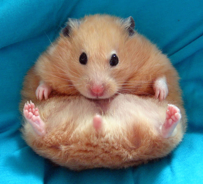 Un hamster qui a bien besoin d'un régime.