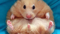 Hamster obèse