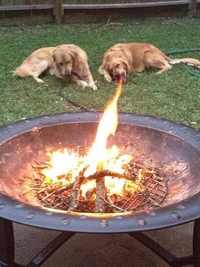 Caninos irl