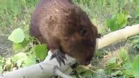 Nom nom nom