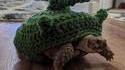 Tortue-panzer... mais frileuse
