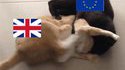 Brexit