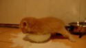 C'est con un chaton