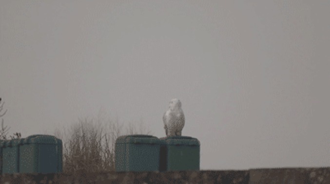 Un corbeau vient à la rencontre d'une chouette