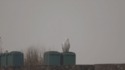 Un corbeau vient à la rencontre d'une chouette